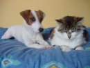JRT AND CAT